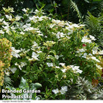 Hydrangea Cloud Nine 9cm Potted Plant | Set of 1