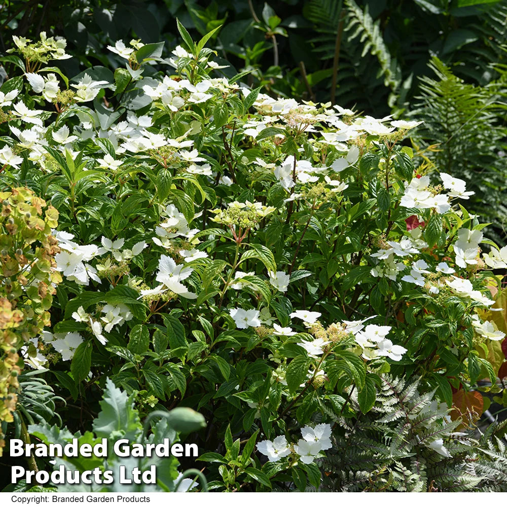 Hydrangea Cloud Nine 9cm Potted Plant | Set of 1