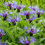Centaurea 'montana' - 9cm Pots | 1 x 9cm | Purple