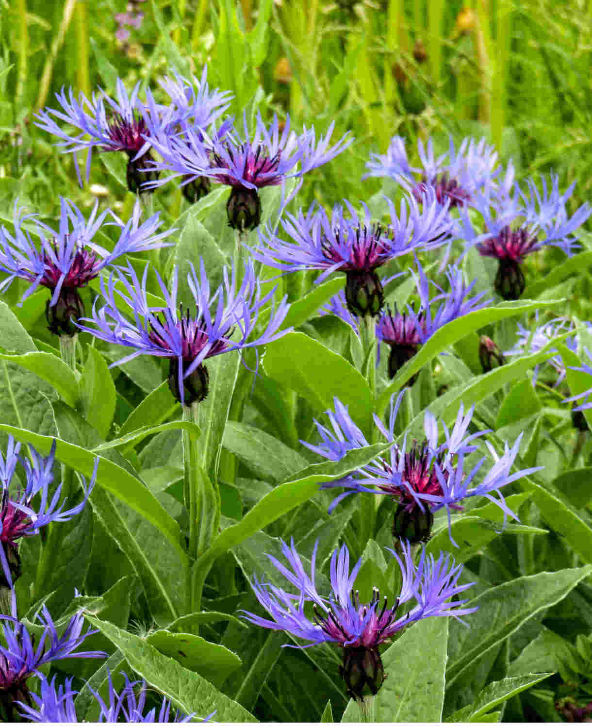 Centaurea 'montana' - 9cm Pots | 1 x 9cm | Purple