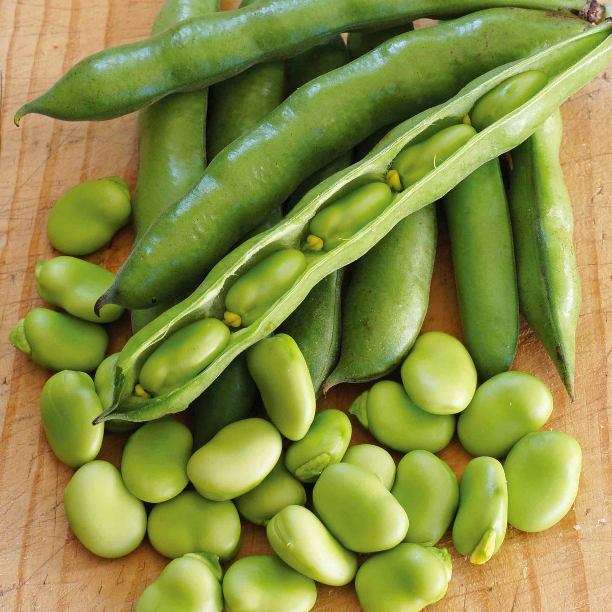 Broad Bean 'robin Hood' Compact High-yield Plant Pro Grower Plugs | Set of 24 | Green