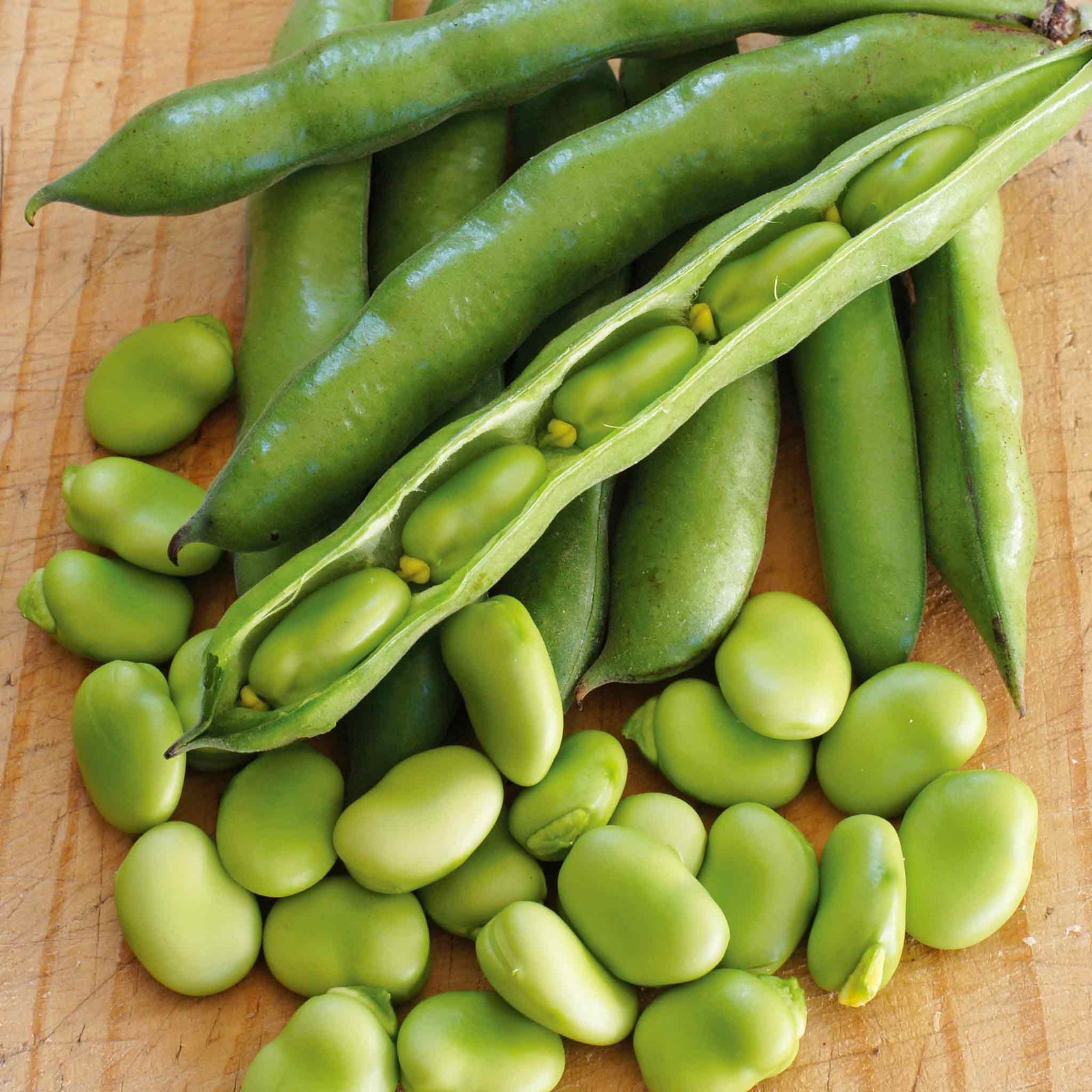 Broad Bean 'robin Hood' Compact High-yield Plant Pro Grower Plugs | Set-of-12 | Green