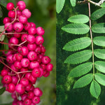Sorbus Pink Charm Tree 6ft Tall Supplied In A 12 Litre Pot