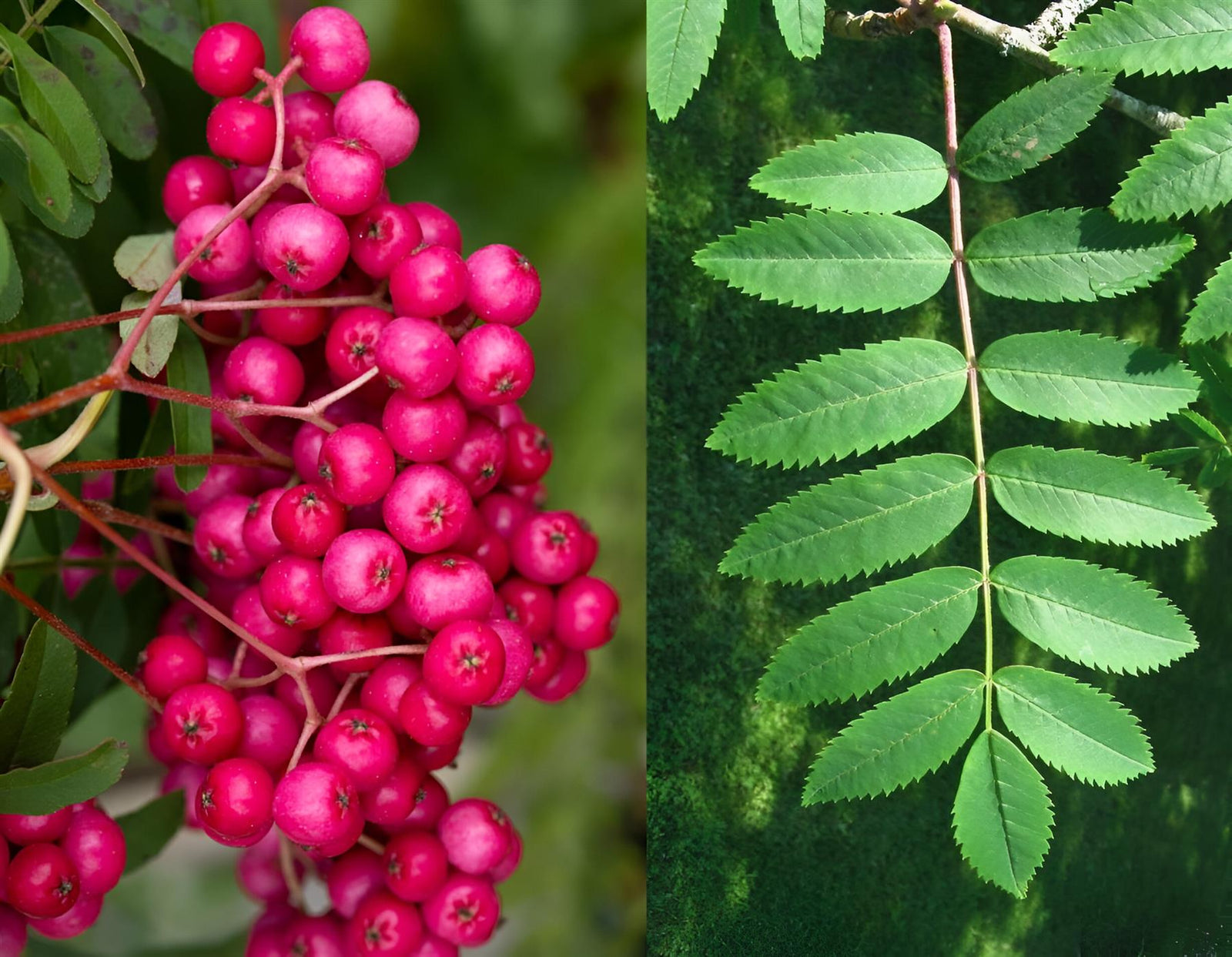 Sorbus Pink Charm Tree 6ft Tall Supplied In A 12 Litre Pot