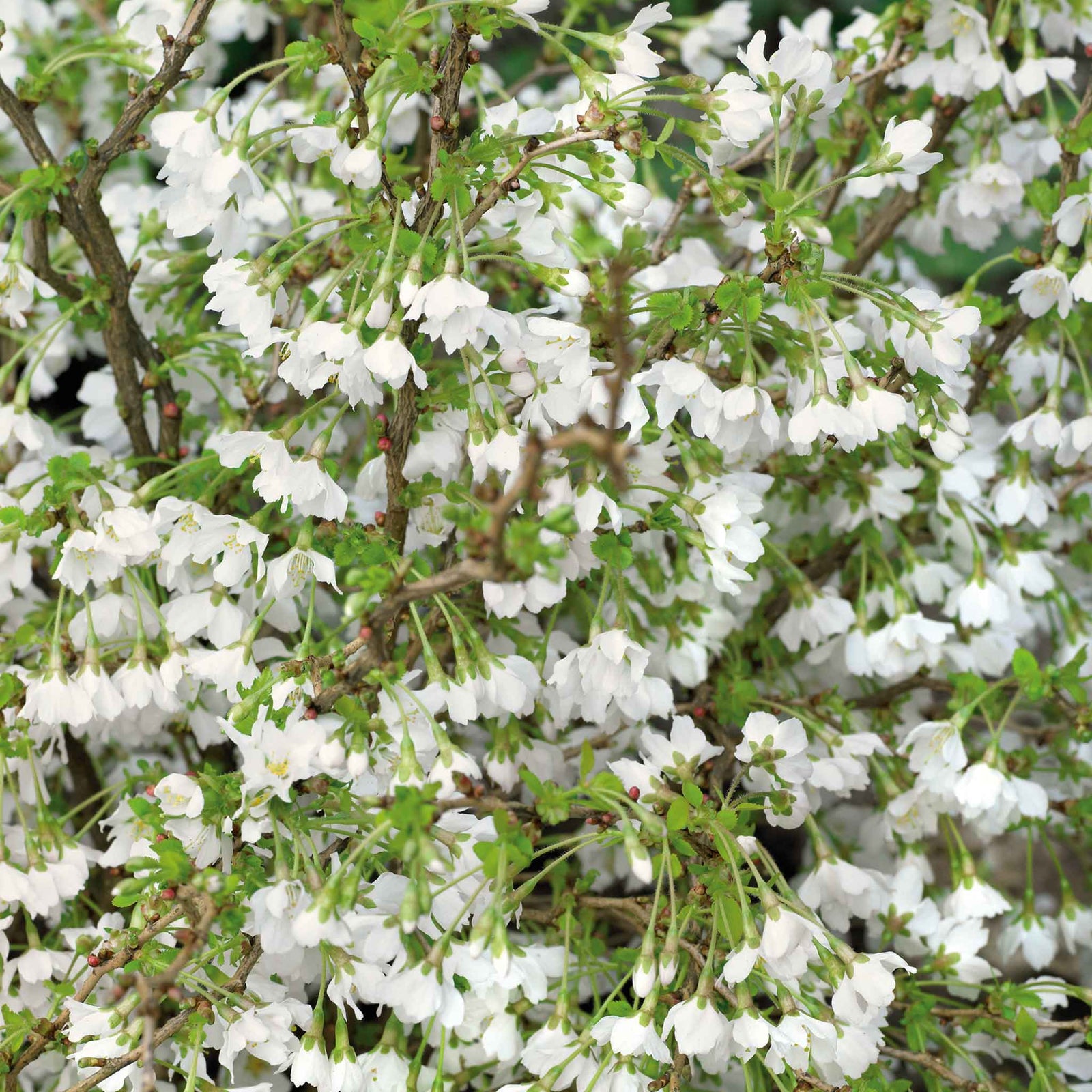 Flowering Cherry 'kojo-no-mai' Compact 2.5m Tree Rhs Agm | 1 x 3L | Pink & White