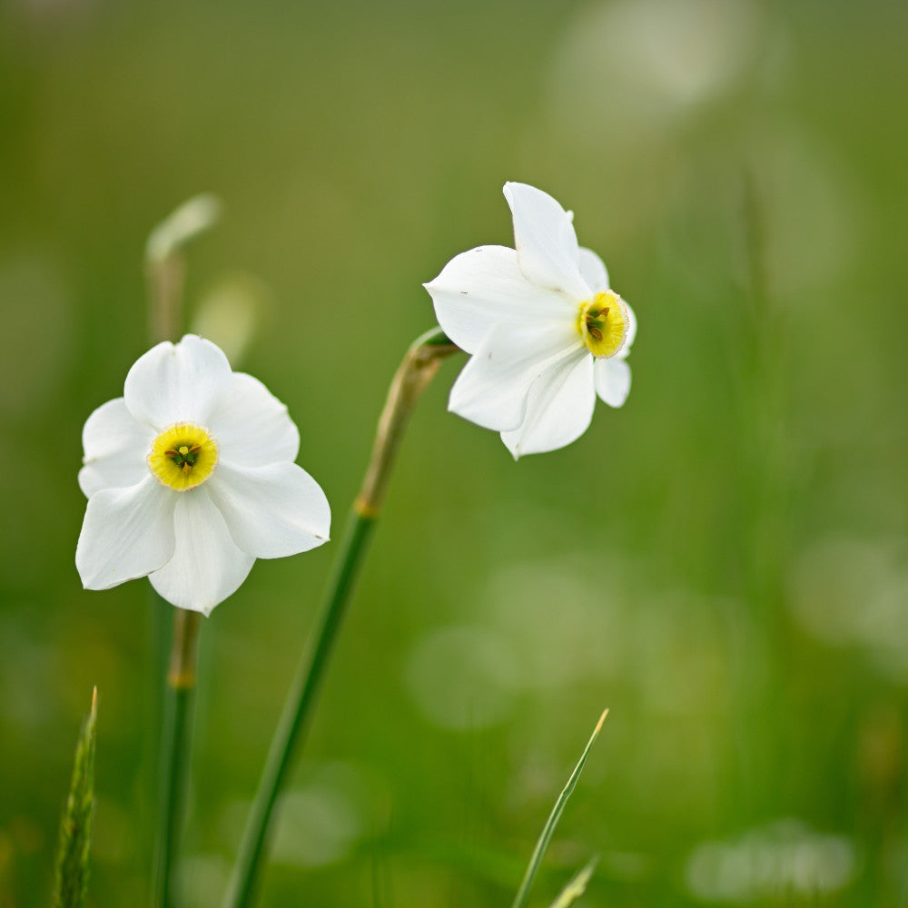 Narcissus Sinopel - Outstanding White Flower With A Yellow Centre | 5 x Bulbs | White
