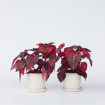 Bloodleaf Plant - 2 Pcs. - Iresine Herbstii - Height 20-30cm - ⌀13cm | Set of 2 | Red