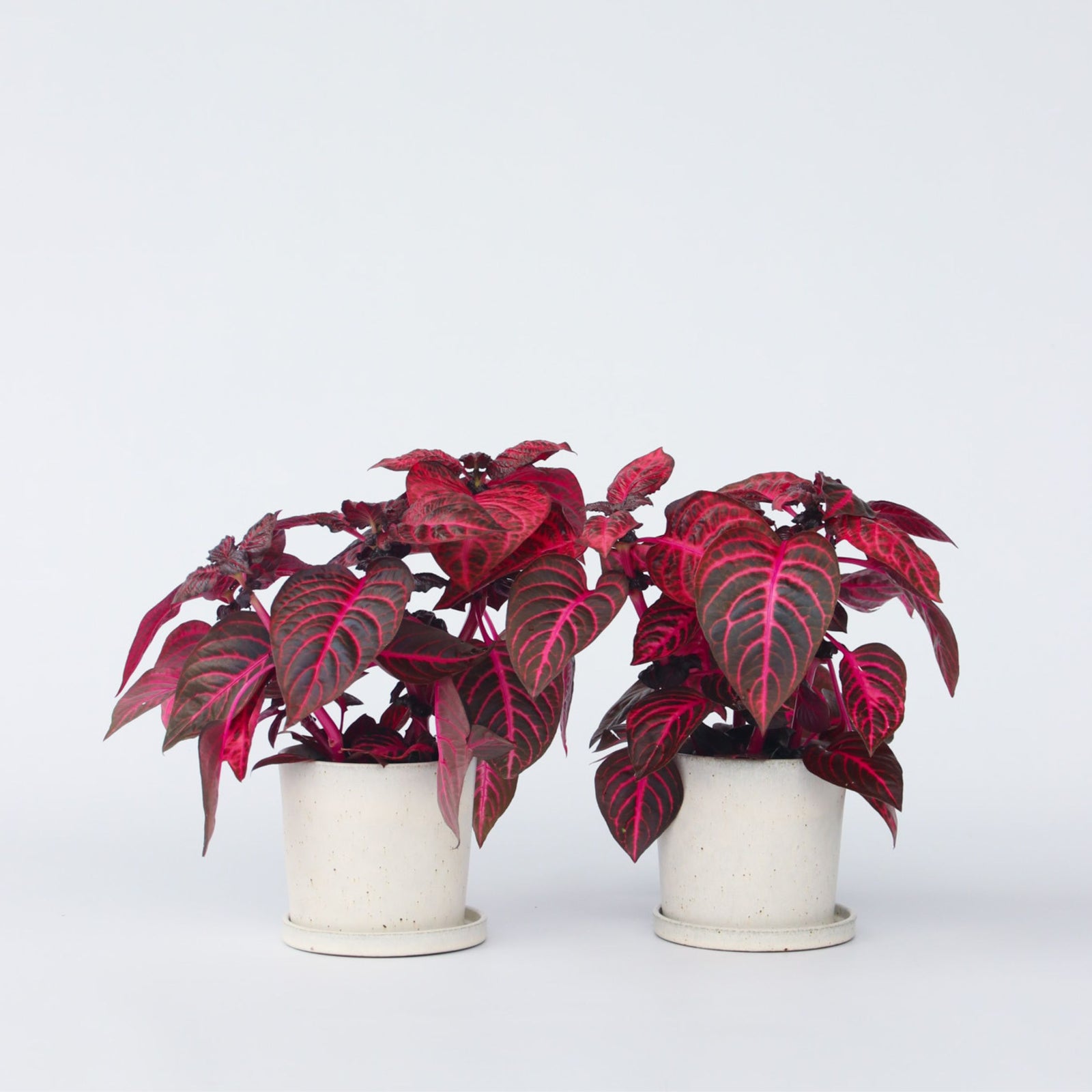 Bloodleaf Plant - 2 Pcs. - Iresine Herbstii - Height 20-30cm - ⌀13cm | Set of 2 | Red