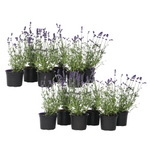 Lavender - Lavandula Angustifolia - Height 10-15cm - ⌀10,5cm | Set-of-12 | Purple