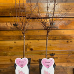 Prunus Nipponica Ruby Dwarf Patio Flowering Japanese Cherry Tree 3-4ft Supplied In A 5 Litre Pot