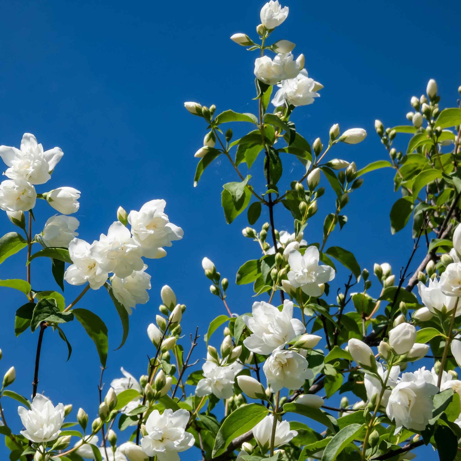 Philadelphus 'virginal' - Fragrant White Double-flowered Hardy Shrub | 3 x 9cm | White