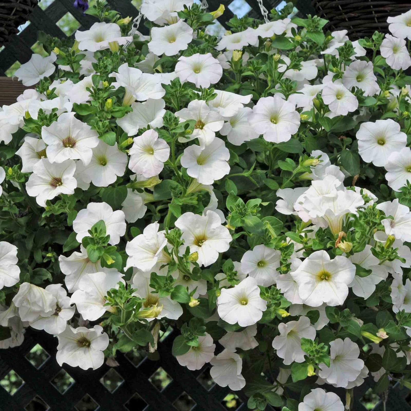 Petunia Surfinia 'snow', Trailing White Hanging Basket | 12 x Plug Plants | White