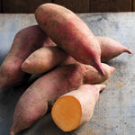 Sweet Potato 'erato Vineland Early Orange' - Plug Plants | Set of 5