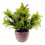 22cm Honey Plant Light Green In Terracotta Pot