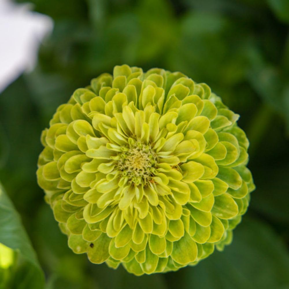 Thompson & Morgan Zinnia Giant Lime 12 X Garden Ready Plants - Vibrant Chartreuse Pom-pom Flowers