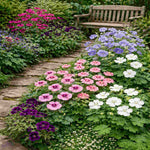 Timeless Hardy Geranium Collection - Bare roots | Set-of-12 | Multi Colour