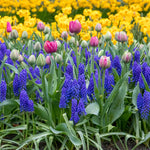 Grape Hyacinth Muscari Armeniacum | 50 x Bulbs | Multi
