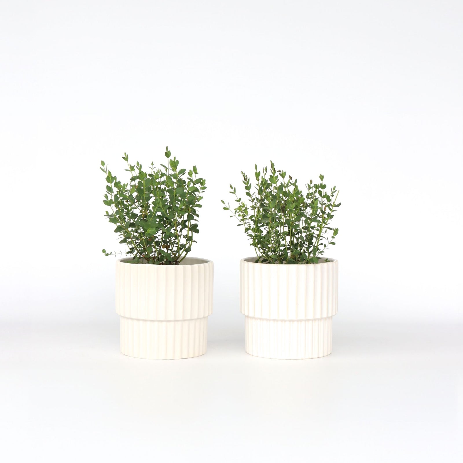 Gum Bush - 2 Pcs. - Eucalyptus Parvifolia 'oliva' - Height 35-45cm - ⌀15cm