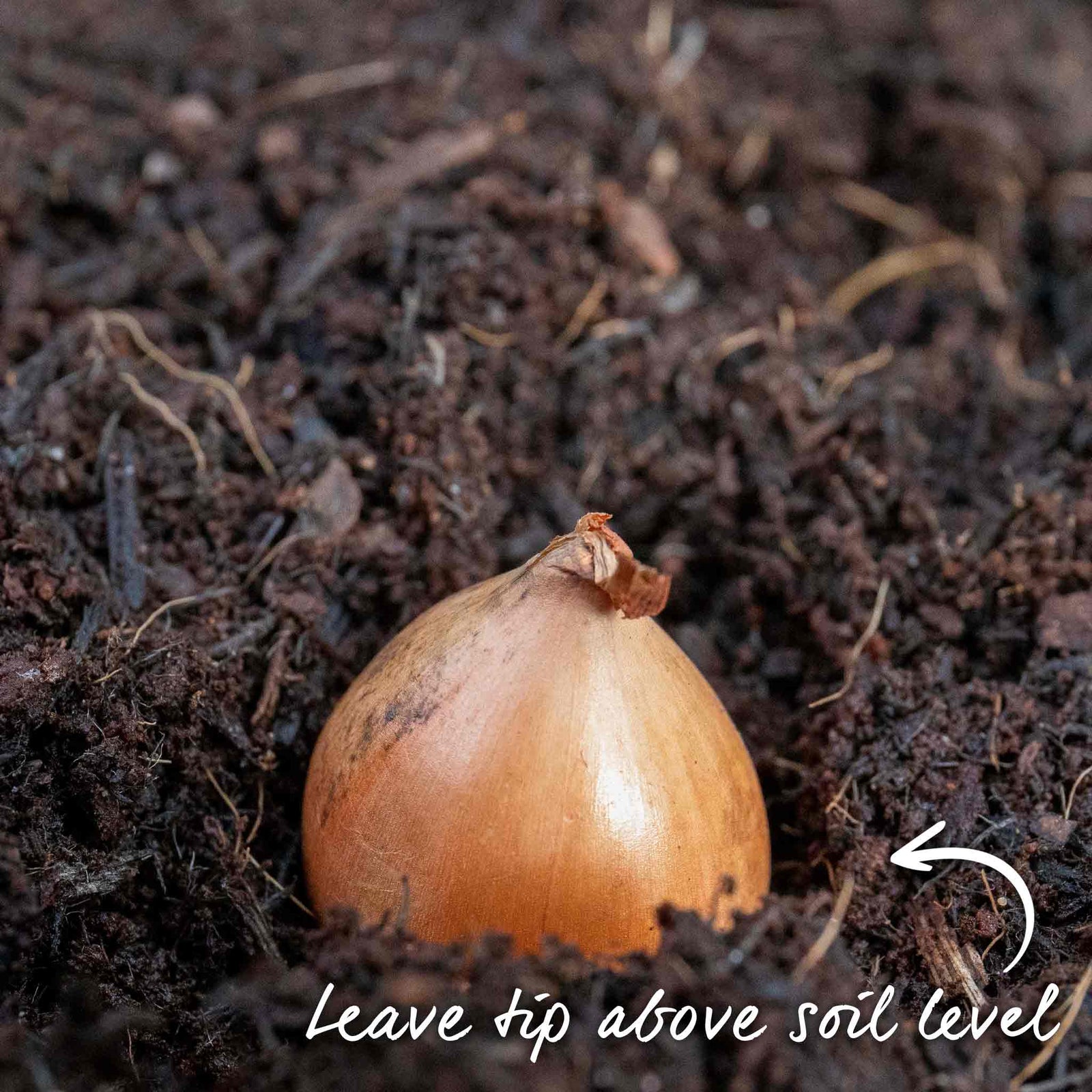 Onion 'stuttgarter Riesen' Sets – Slow To Bolt, Sweet Mild Bulbs | Set of 30