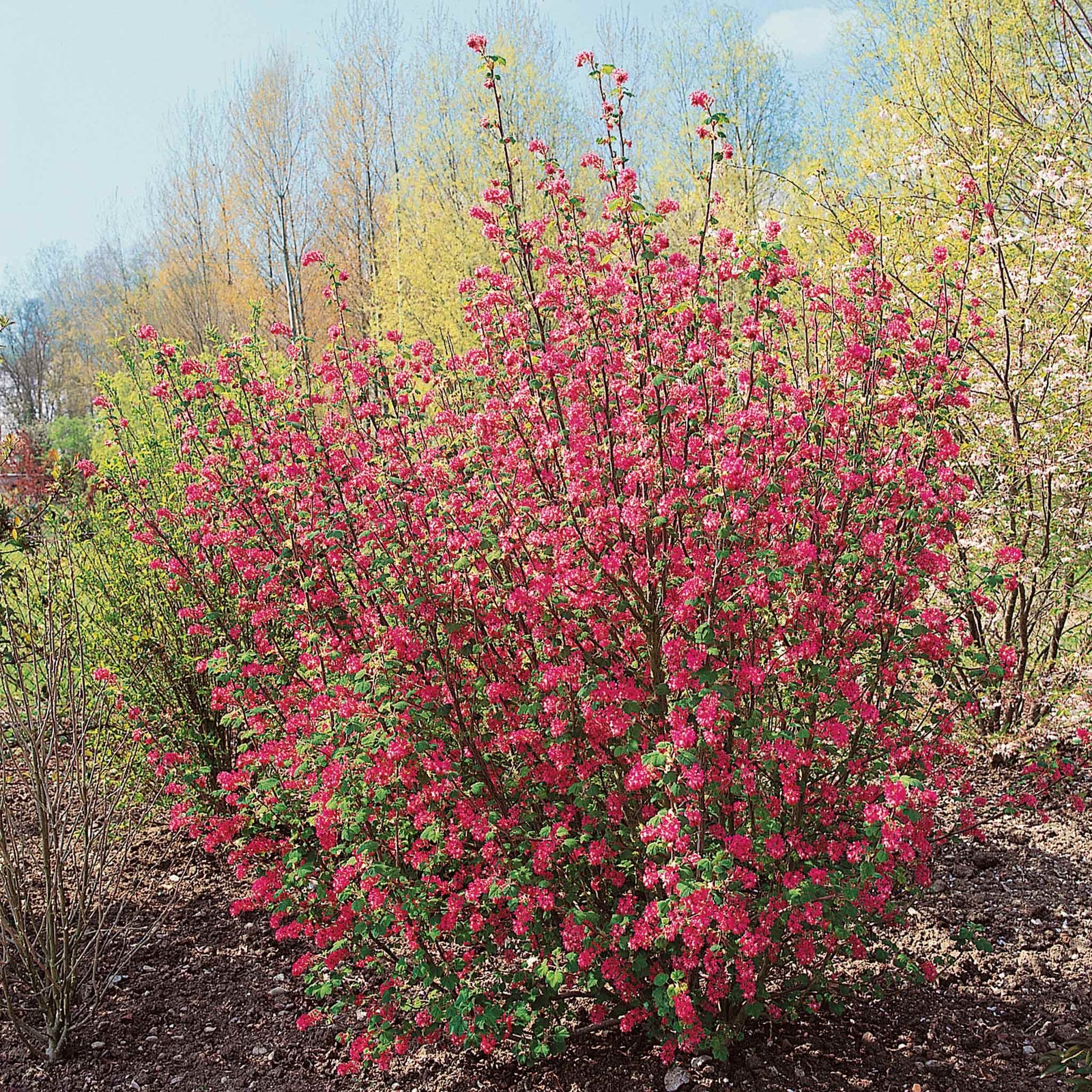 Ribes 'king Edward' 3 Litre Shrub | 1 x 3L