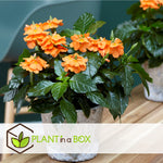 Firecracker Flower - 4 Pcs. - Crossandra 'fortuna' - Height 20-30cm - ⌀13cm | Set-of-4 | Orange