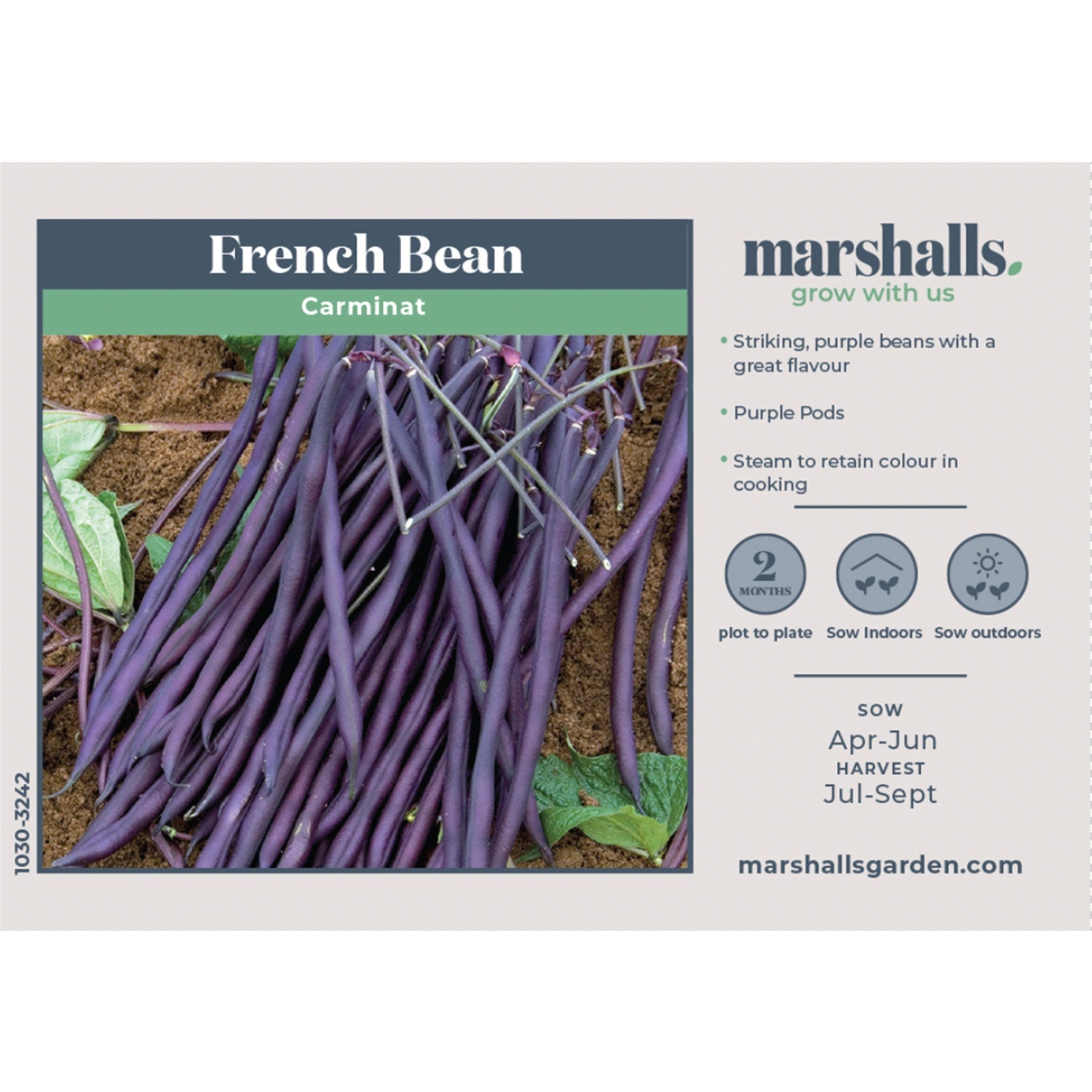 French Bean Carminat, Climbing Stringless Purple Pods | 50 Seeds | Purple & Green