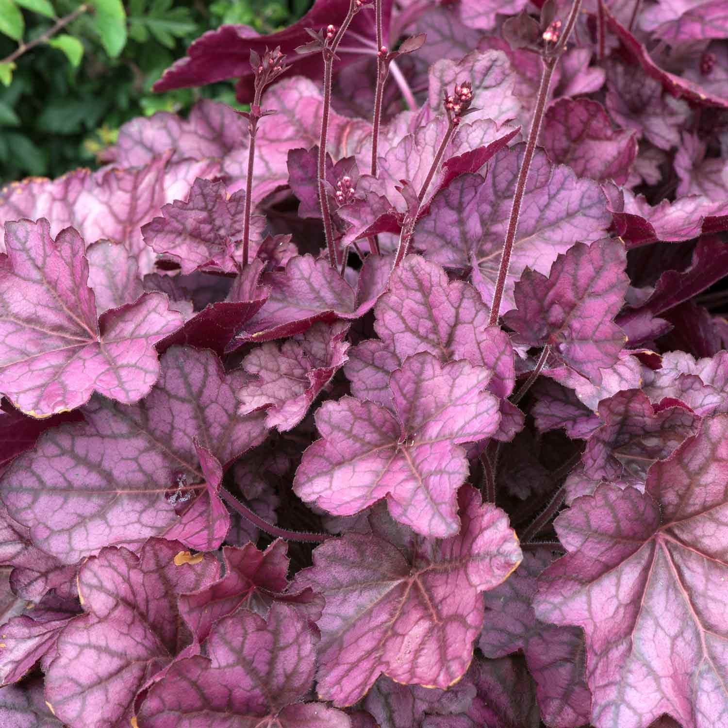 Heuchera 'wild Rose', Rose-purple Foliage And Rose-pink Summer Blooms | 3 x Jumbo Plugs | Multi