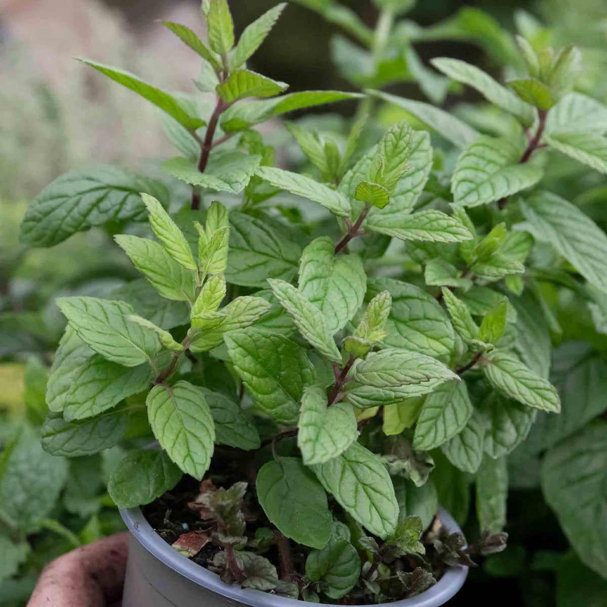 Mint 'garden' Hardy Perennial Herb | Set of 3 | Green