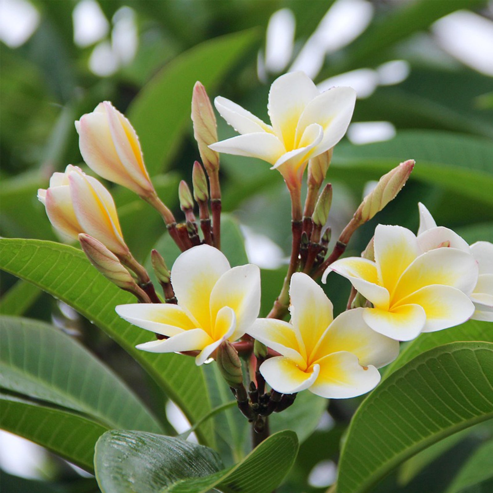 Frangipani - Plumeria Rubra - Height 45-55cm - ⌀17cm | Set of 1 | Pink