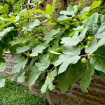 Ficus Brown Turkey - Common Fig - 1 x 9cm Pot