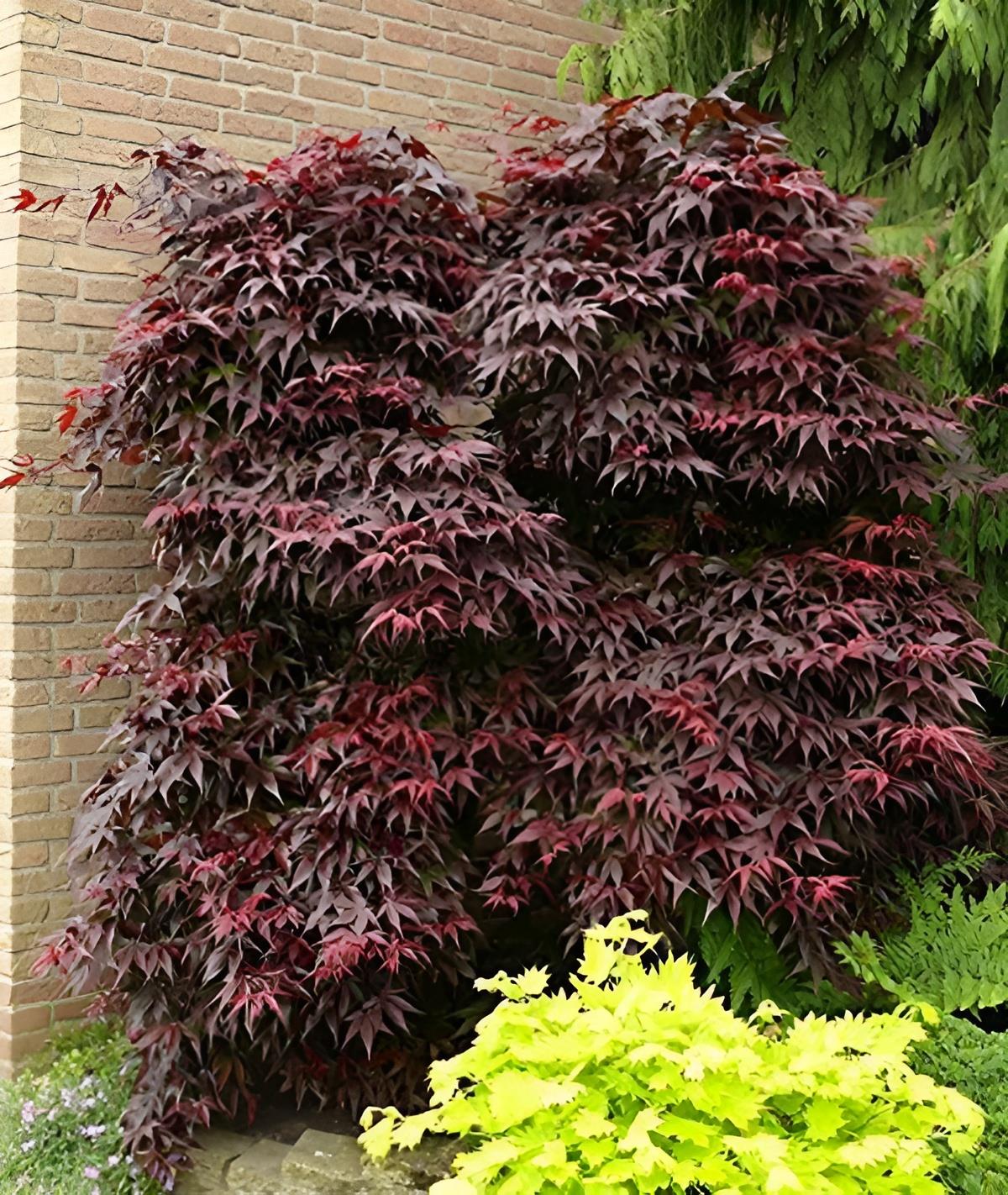 Direct Plants Japanese Acer Palmatum Bloodgood Plant Tree Extra Large 3-4ft Supplied In A 5 Litre Pot