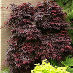 Japanese Acer Palmatum Bloodgood Plant Tree Extra Large 3-4ft Supplied In A 5 Litre Pot