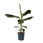 Canary Banana - Musa 'dwarf Cavendish' - Height 90-100cm - ⌀21cm | Set of 1 | Green