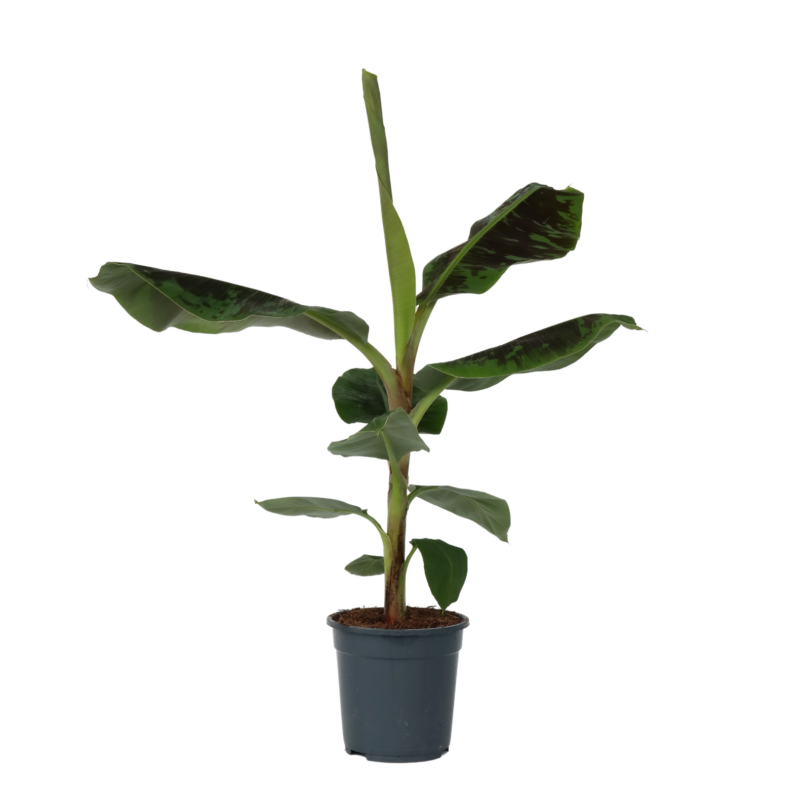 Canary Banana - Musa 'dwarf Cavendish' - Height 90-100cm - ⌀21cm | Set of 1 | Green