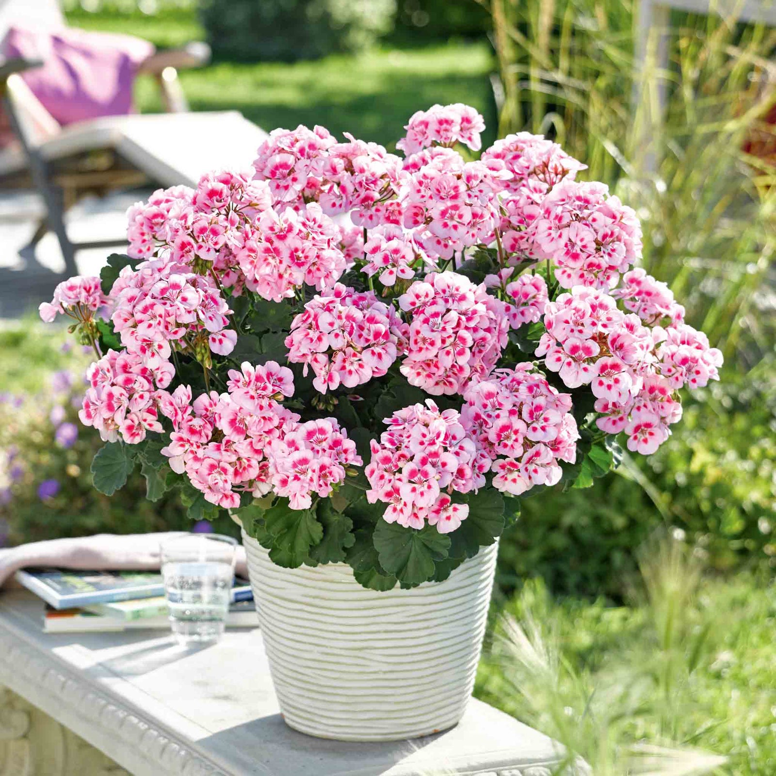 Geranium 'dolce Vita Linus Pink Eye' Pink & White Bedding Plant | 12 x Plug Plants | Pink & White