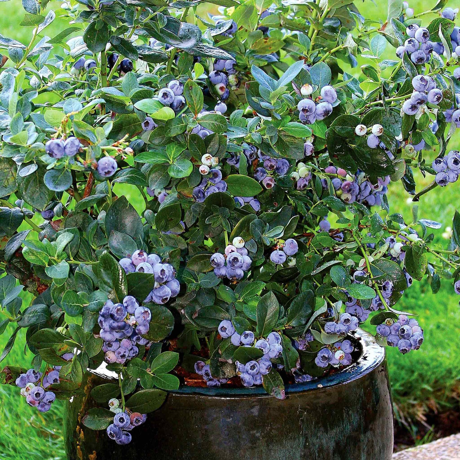 Blueberry Plant 'northcountry' | 2L