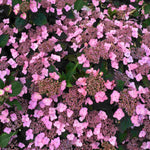 Hydrangea Serrata Koreana - 9cm pots | 1 x 9cm | Pink