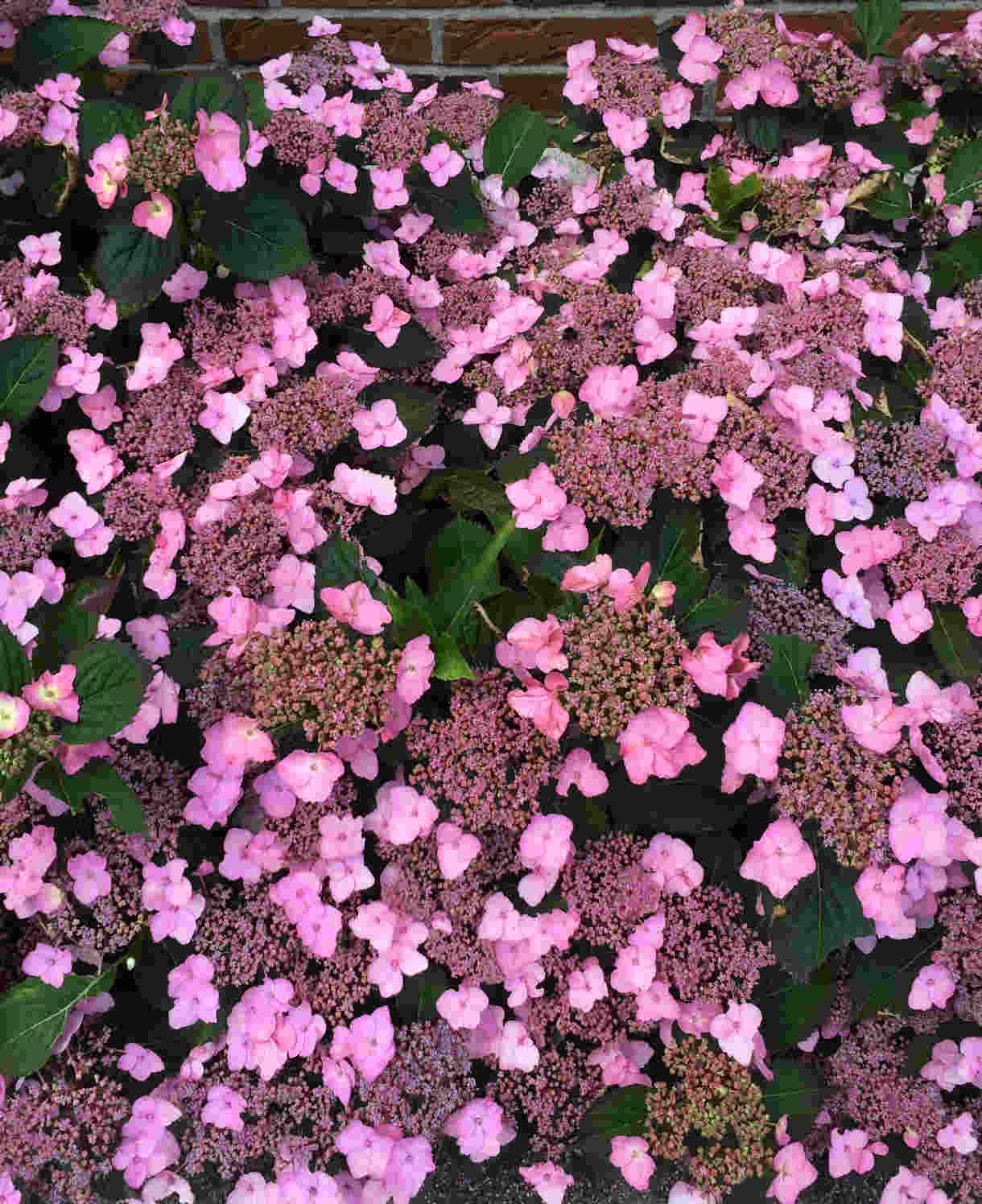Hydrangea Serrata Koreana - 9cm pots | 1 x 9cm | Pink