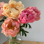 Paeonia Lactiflora Coral Charm - Colour Changing Blooms, Bare Root Plants | 3 x Bare Root | Coral