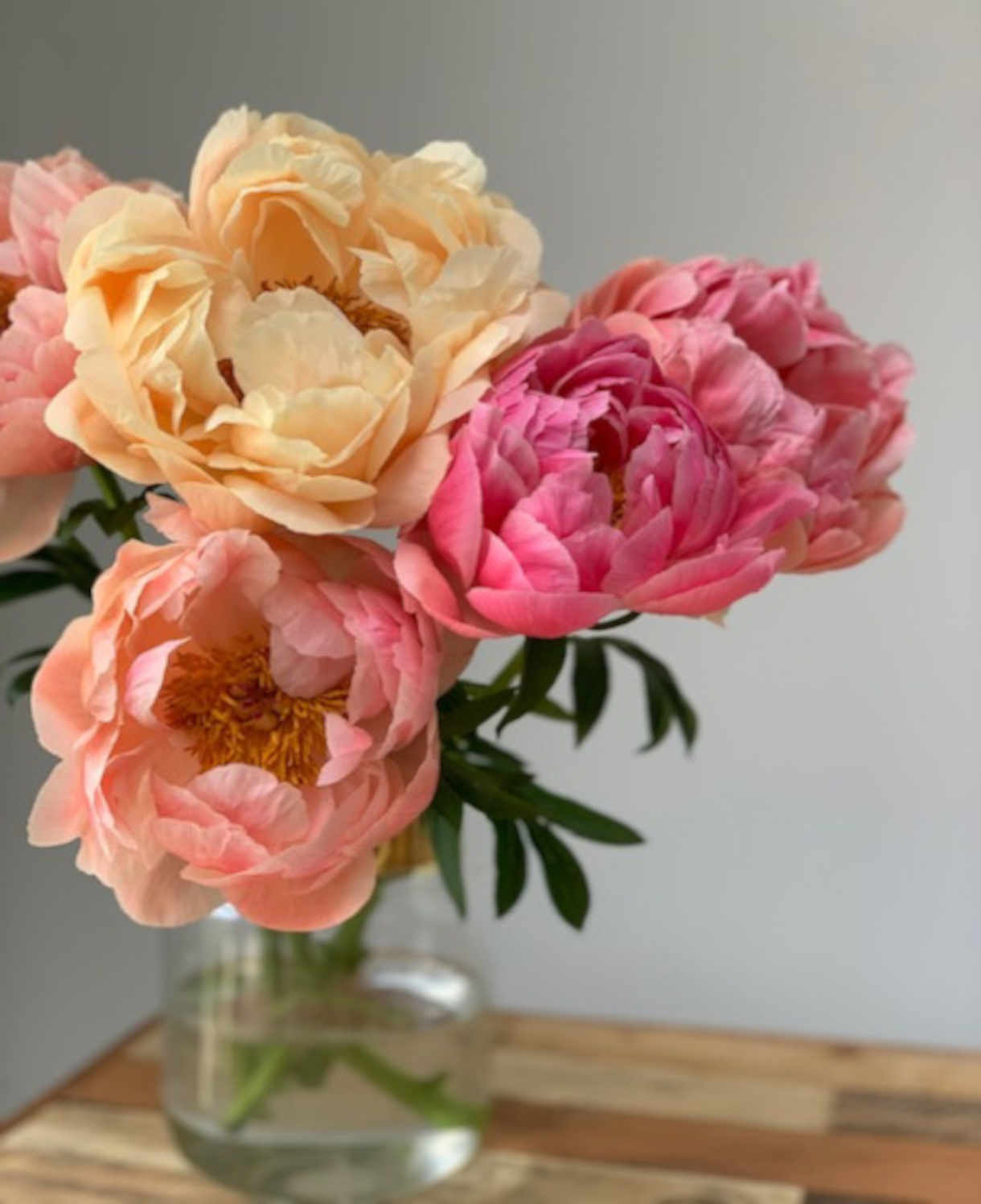 Paeonia Lactiflora Coral Charm - Colour Changing Blooms, Bare Root Plants | 3 x Bare Root | Coral