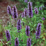 Nepeta 'blue Moon' | 20 Seeds