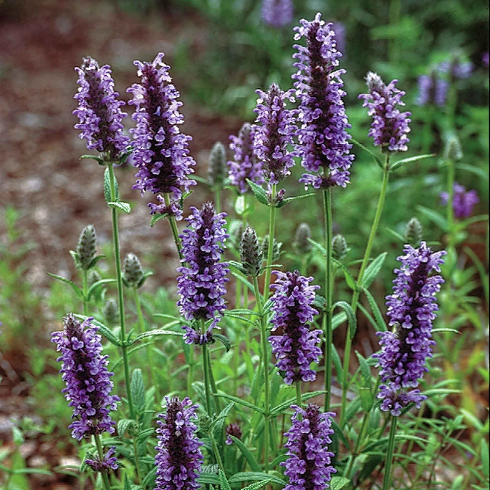 Nepeta 'blue Moon' | 20 Seeds