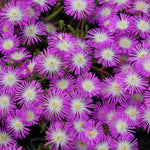 Delosperma Wheels Of Wonder 'violet' - 9cm pots | 1 x 9cm | Pink