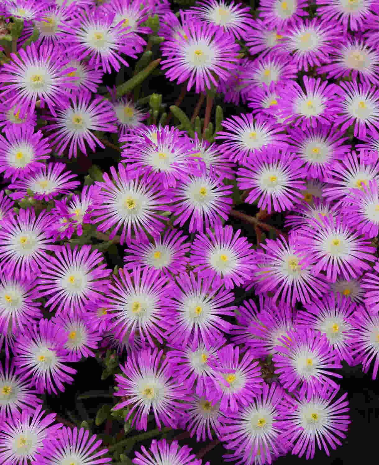 Delosperma Wheels Of Wonder 'violet' - 9cm pots | 1 x 9cm | Pink