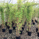Akeba Quinata Chocolate Vine Climbing Plant 3-4ft Supplied In A 3 Litre Pot