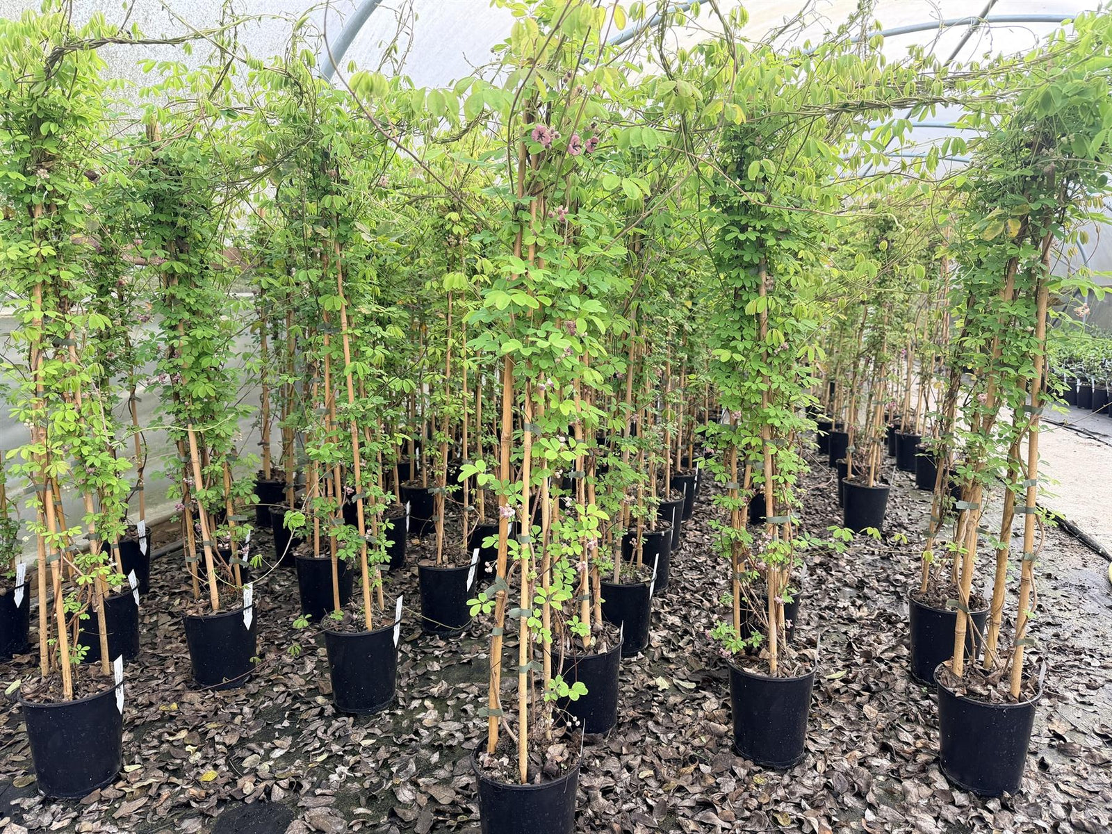 Akeba Quinata Chocolate Vine Climbing Plant 3-4ft Supplied In A 3 Litre Pot