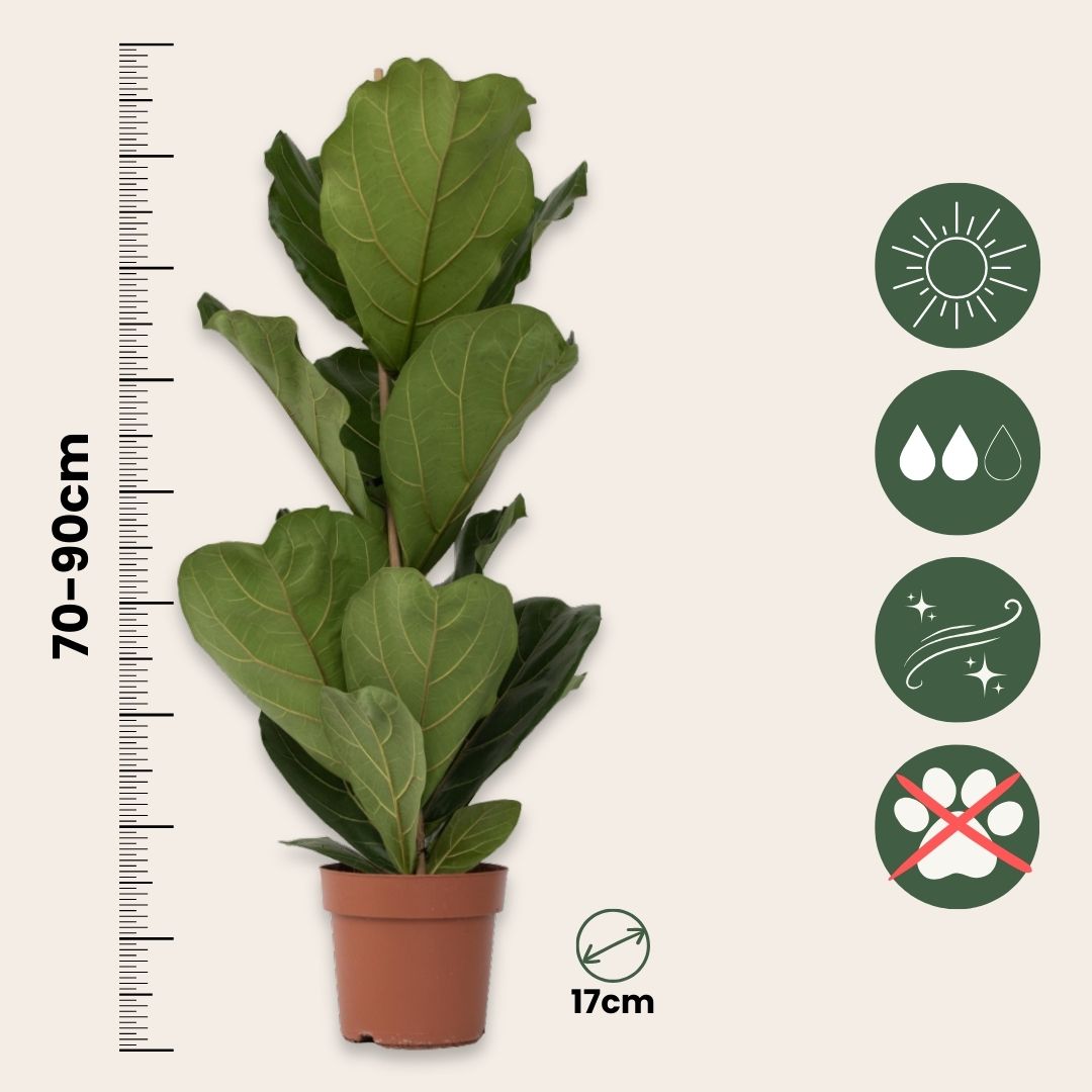 Fiddle-leaf Fig - Ficus Lyrata - Height 70-90cm - ⌀21cm | Set of 1 | Green