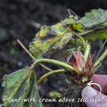 Strawberry 3-variety Long Cropping Collection Bare Root | Set of 30 | Red