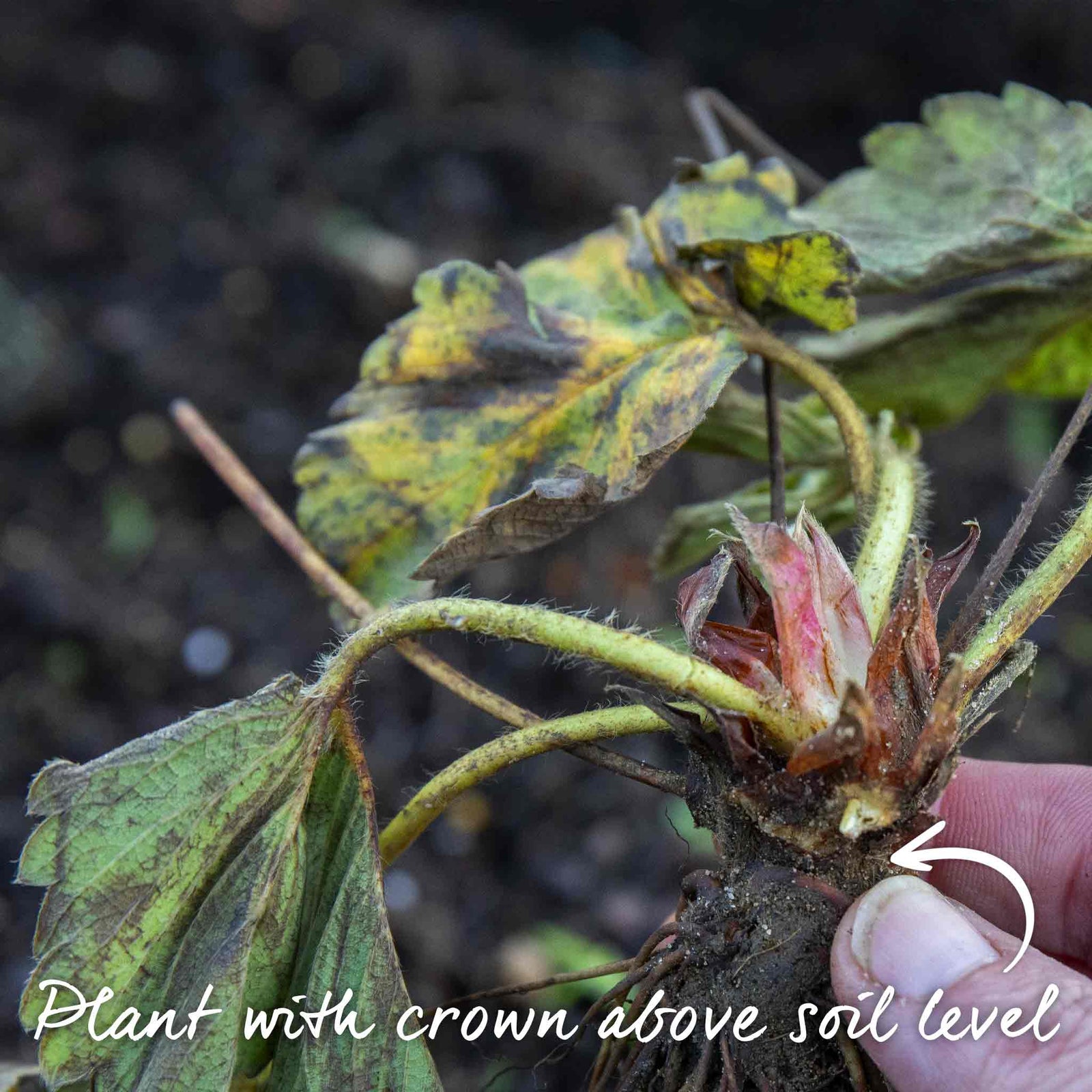 Strawberry 3-variety Long Cropping Collection Bare Root | Set of 30 | Red