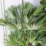 Chamaerops Humilis Hardy Evergreen Fan Palm | 1 x 3L